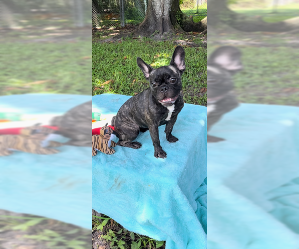 Medium Photo #2 French Bulldog Puppy For Sale in Weston, FL, USA