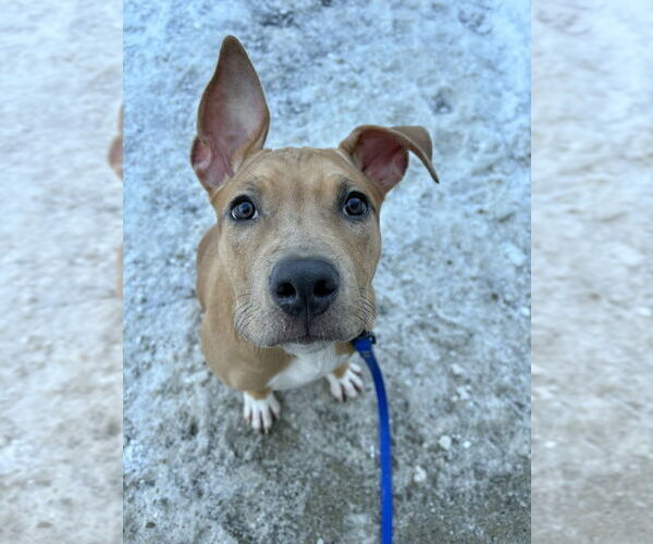Medium Photo #4 American Staffordshire Terrier-Labrador Retriever Mix Puppy For Sale in Brewster, NY, USA