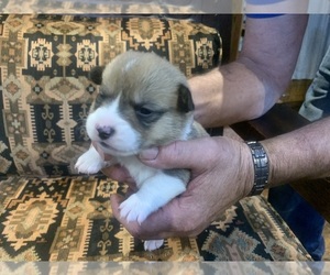 Pembroke Welsh Corgi Puppy for sale in BLANKET, TX, USA