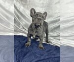 Small Photo #3 French Bulldog Puppy For Sale in OVERLAND, KS, USA