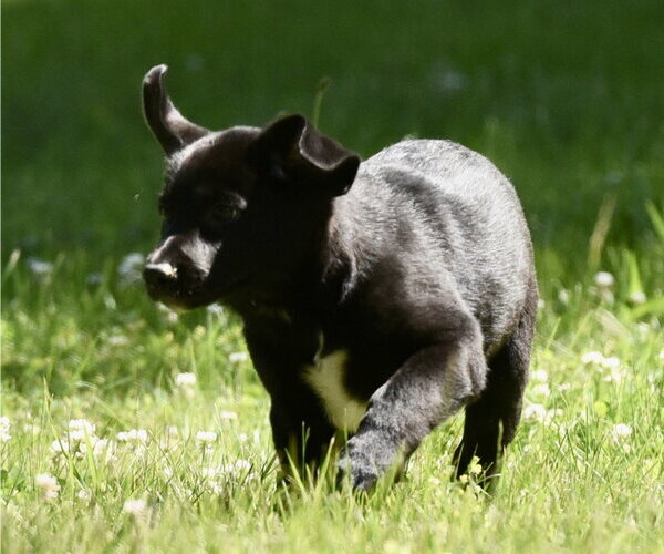 Medium Photo #3 Shepradors Puppy For Sale in Mechanicsburg, PA, USA