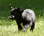 Small #2 Shepradors