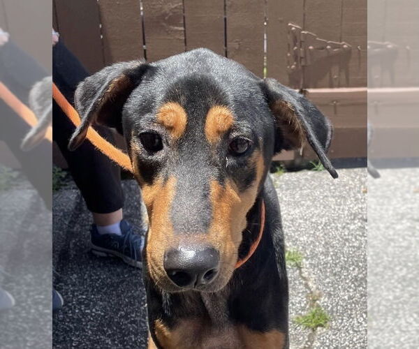 Medium Photo #19 Doberman Pinscher-Pointer Mix Puppy For Sale in Houston, TX, USA