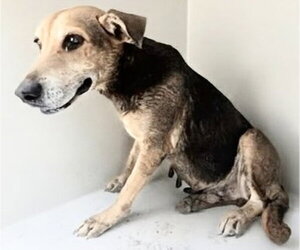 Black and Tan Coonhound-Unknown Mix Dogs for adoption in Houston, TX, USA