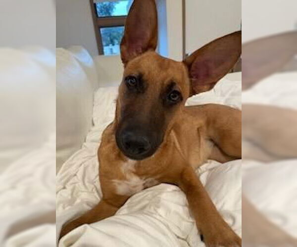 Medium Photo #2 Mutt Puppy For Sale in Los Angeles, CA, USA