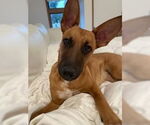 Small #1 Mutt