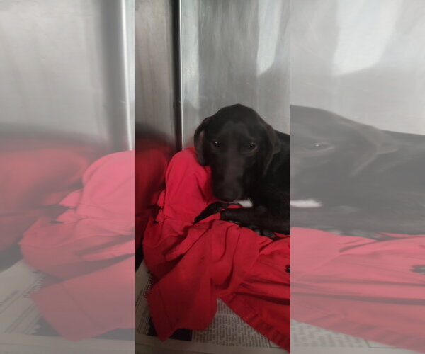 Medium Photo #1 Feist Terrier-Unknown Mix Puppy For Sale in Frenchburg, KY, USA
