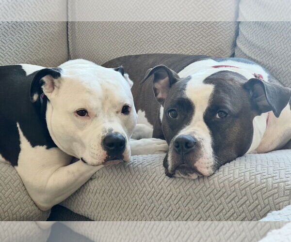 Medium Photo #10 Bulloxer Puppy For Sale in Strongsville, OH, USA