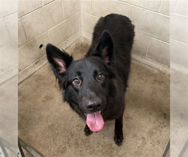 Medium Photo #1 Border Collie-Unknown Mix Puppy For Sale in San Bernardino, CA, USA