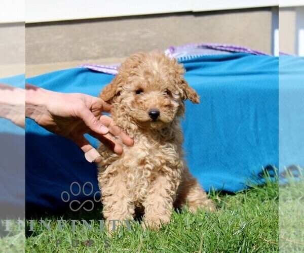 Medium Photo #2 Goldendoodle (Miniature) Puppy For Sale in AIRVILLE, PA, USA