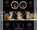 Small Photo #31 Poodle (Miniature) Puppy For Sale in WARSAW, IN, USA