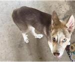 Small Siberian Husky