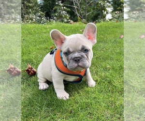 French Bulldog Puppy for sale in CLACKAMAS, OR, USA