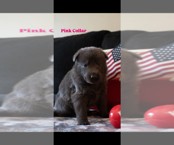 Medium Photo #5 German Shepherd Dog Puppy For Sale in RUCKERSVILLE, VA, USA