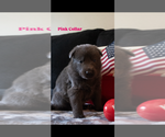 Small #4 German Shepherd Dog