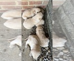 Small #2 Golden Retriever