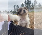 Small Photo #80 Shih Tzu Puppy For Sale in VENETA, OR, USA