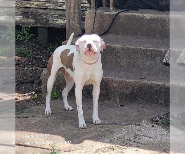 Medium Photo #1 American Staffordshire Terrier-Unknown Mix Puppy For Sale in San Antonio, TX, USA