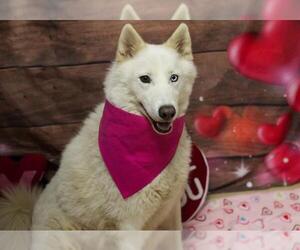 Siberian Husky Dogs for adoption in South Lake Tahoe, CA, USA