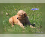 Small Photo #2 Golden Retriever Puppy For Sale in MIDDLEBURG, PA, USA