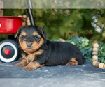 Small #1 Yorkshire Terrier