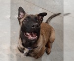 Small Photo #7 Belgian Malinois Puppy For Sale in BOLIVAR, MO, USA
