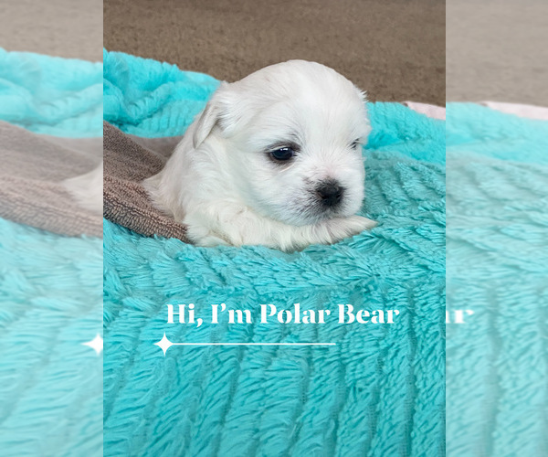 Medium Photo #8 Zuchon Puppy For Sale in THURMAN, OH, USA