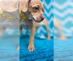 Inky- Pac Man Litter - Female Chihuahua-Unknown Mix Dog for Adoption - Photo #3