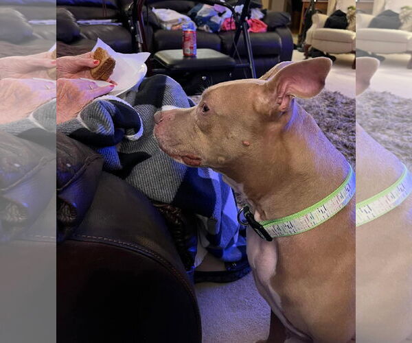 Medium Photo #7 American Pit Bull Terrier-Unknown Mix Puppy For Sale in Germantown, OH, USA