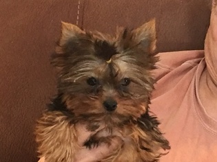 Yorkshire Terrier Puppy for sale in AU SABLE, MI, USA