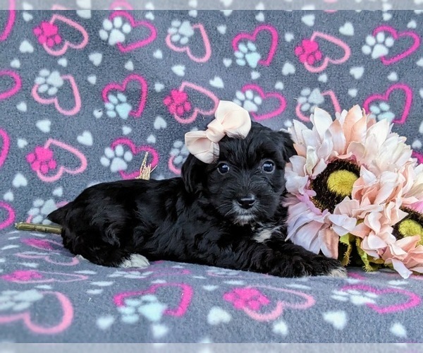 Medium Photo #4 YorkiePoo Puppy For Sale in OXFORD, PA, USA