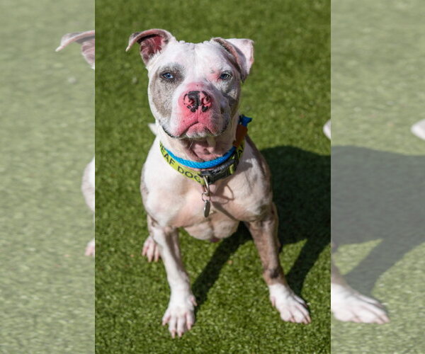 Medium Photo #5 Mutt Puppy For Sale in Hilton Head, SC, USA