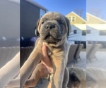 Small Photo #9 Cane Corso Puppy For Sale in CHESAPEAKE, VA, USA
