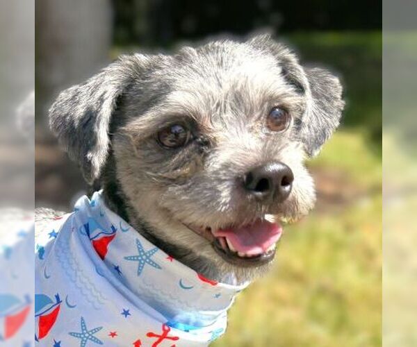 Medium Photo #1 Shih Tzu Puppy For Sale in Arlington, VA, USA