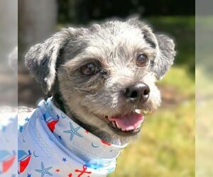 Shih Tzu Dogs for adoption in Arlington, VA, USA