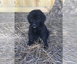 Small Photo #4 Goldendoodle Puppy For Sale in PINEHURST, NC, USA