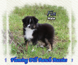 Miniature Australian Shepherd Puppy for sale in FORESTBURG, TX, USA