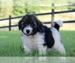 Small #2 Bernedoodle