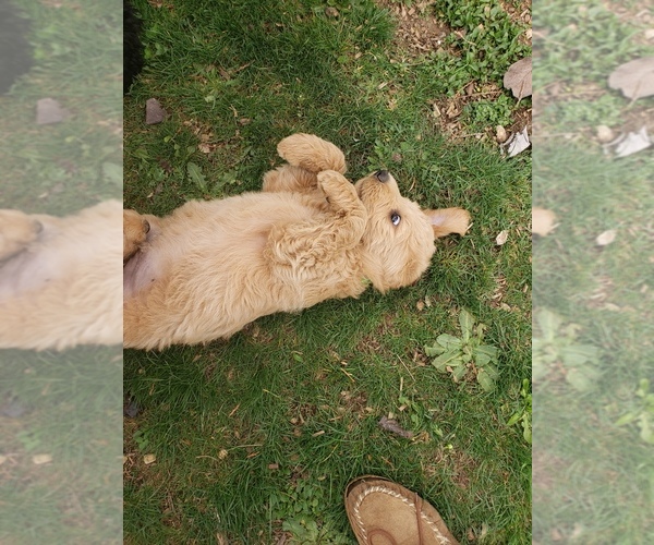 Medium Photo #22 Labradoodle Puppy For Sale in WASHOUGAL, WA, USA