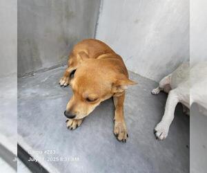 Chihuahua-Unknown Mix Dogs for adoption in San Antonio, TX, USA