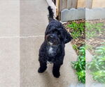 Small #3 Mutt