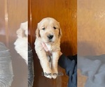Small Photo #5 Golden Retriever Puppy For Sale in LAKE GEORGE, NY, USA