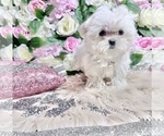 Small Photo #27 Maltese Puppy For Sale in HAYWARD, CA, USA