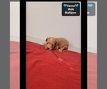 Vance - Male Maltipoo (Toy) Puppy for Sale - Photo #3