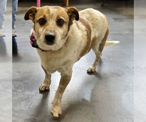 Red Heeler-Unknown Mix Dogs for adoption in Batavia, OH, USA