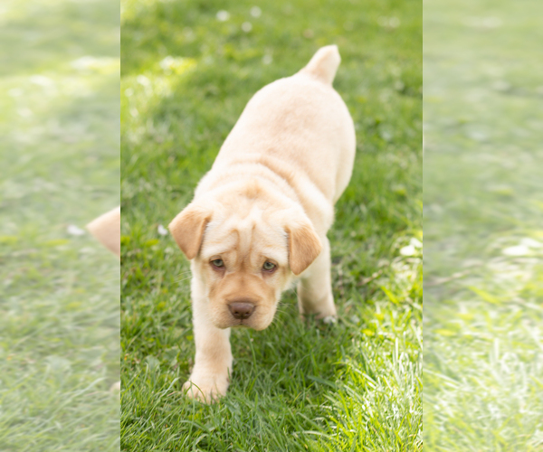 Medium Photo #5 Cocker-Pei Puppy For Sale in MILLERSBURG, IN, USA