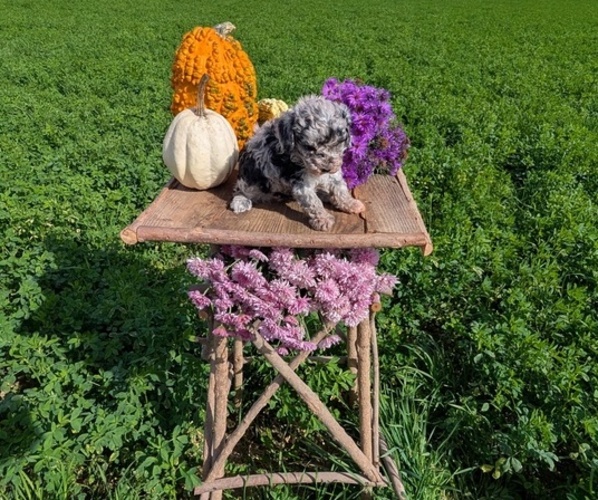 Medium Photo #7 Poodle (Toy) Puppy For Sale in GOSHEN, IN, USA