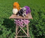 Small #6 Poodle (Toy)
