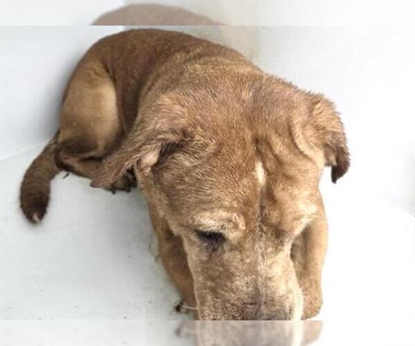 Medium Photo #1 Labrador Retriever-Unknown Mix Puppy For Sale in Houston, TX, USA
