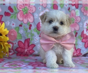 Havanese Puppy for sale in LANCASTER, PA, USA